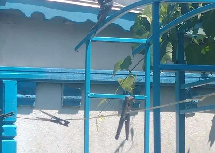 Casa De Vacanta Puiu Frühstückspension 3*